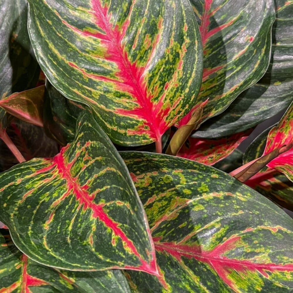 Aglaonema Garnet Coltrane ‘Jazzed Gems’ Indoor Plants Trendy Gardener 4" Pot 