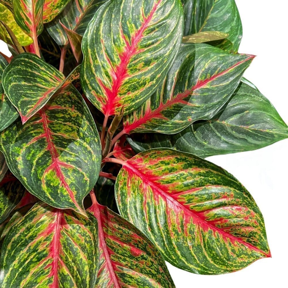 Aglaonema Garnet Coltrane ‘Jazzed Gems’ Indoor Plants Trendy Gardener 6" Pot 