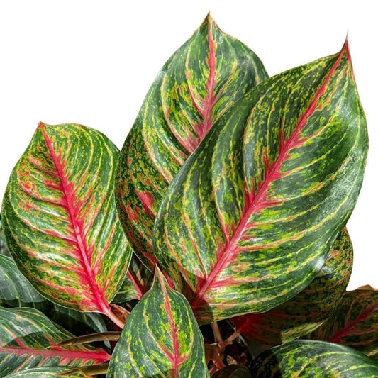 Aglaonema Garnet Coltrane ‘Jazzed Gems’ Indoor Plants Trendy Gardener 