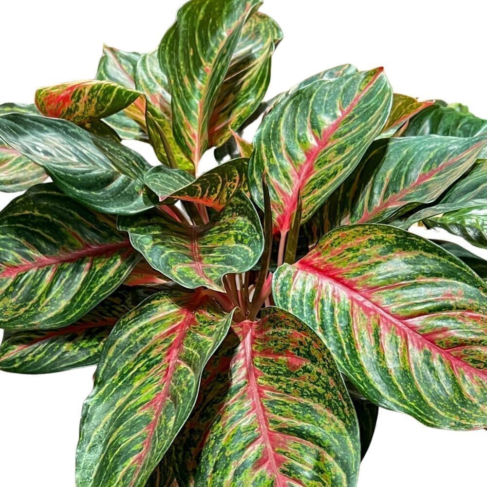 Aglaonema Garnet Coltrane ‘Jazzed Gems’ Indoor Plants Trendy Gardener 8" Pot 