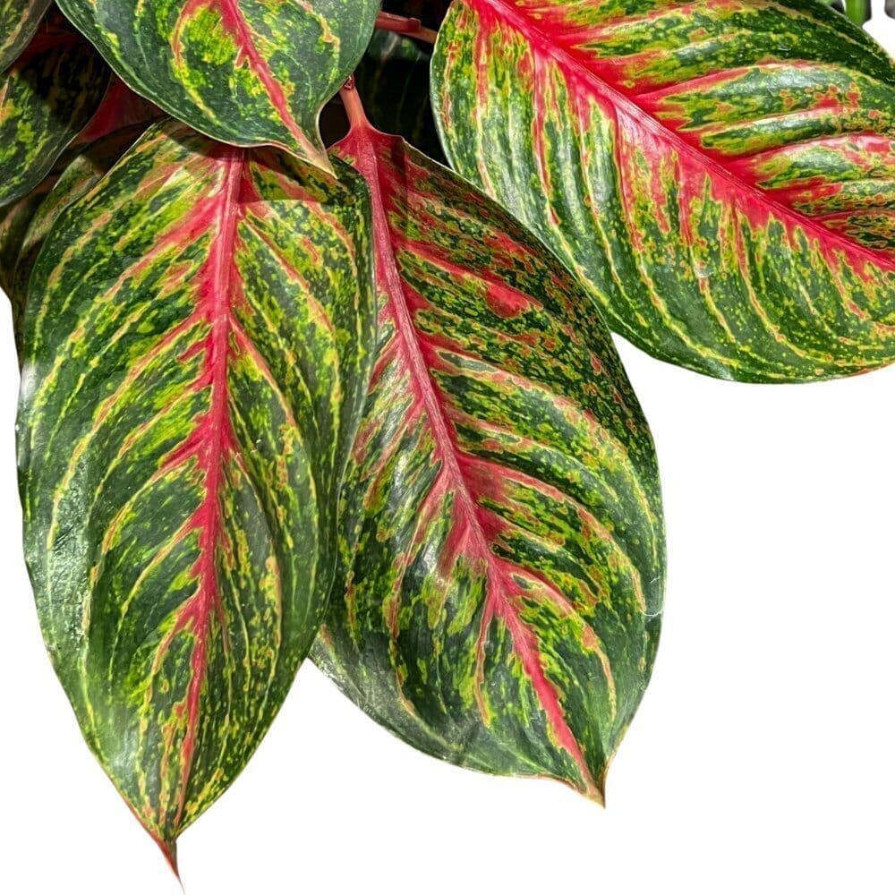 Aglaonema Garnet Coltrane ‘Jazzed Gems’ Indoor Plants Trendy Gardener 