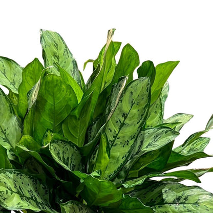 Aglaonema Primo Indoor Plants Trendy Gardener 10" Pot 