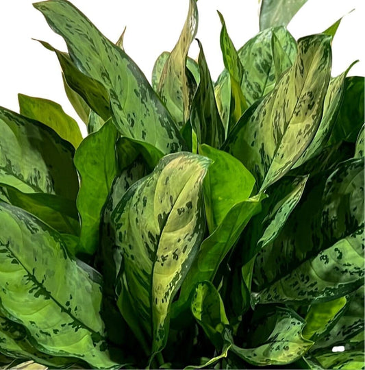 Aglaonema Primo Indoor Plants Trendy Gardener 