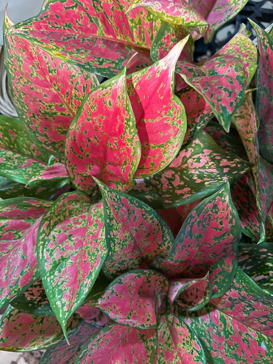 Aglaonema Red Valentine-Indoor Plants-Trendy Gardener