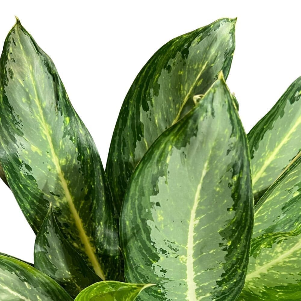 Aglaonema White Rain Indoor Plants Trendy Gardener 