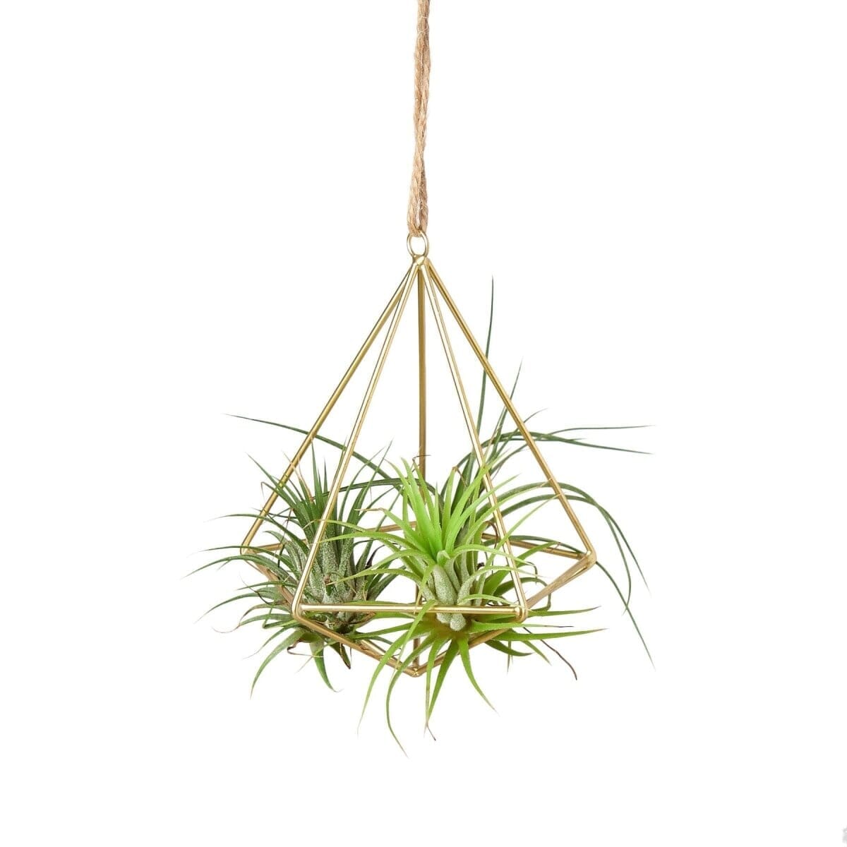 Air Plant Display Hanger - Brass-Indoor Plants-Trendy Gardener