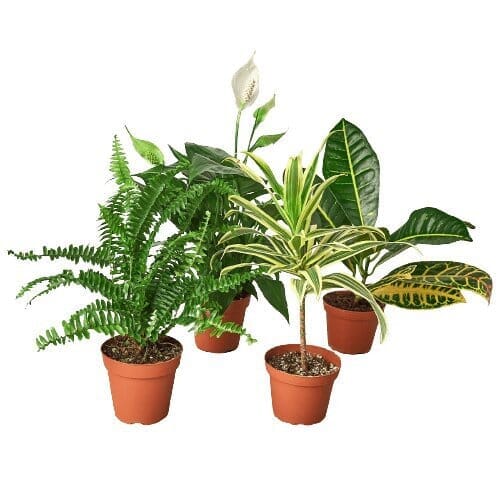 Air Purifying Variety Bundle-Indoor Plants-Trendy Gardener