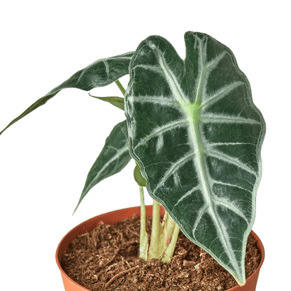 Alocasia Amazonica 'Bambino'-Indoor Plants-Trendy Gardener
