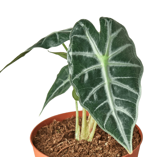 Alocasia Amazonica 'Bambino'-Indoor Plants-Trendy Gardener