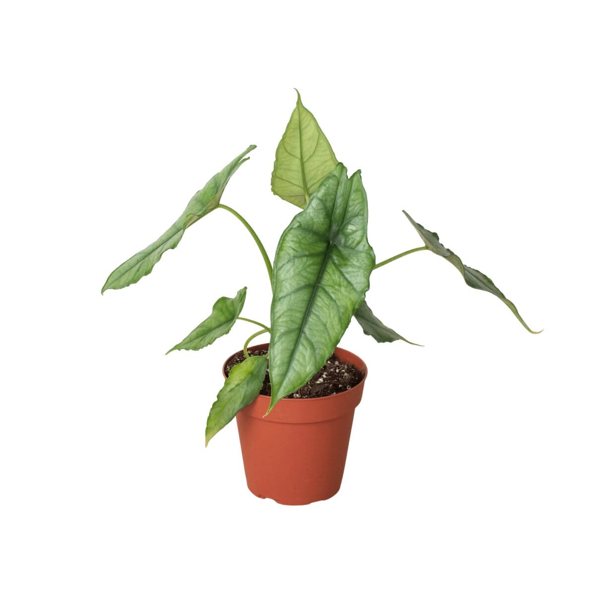 Alocasia 'Dragons Breath'-Indoor Plants-Trendy Gardener