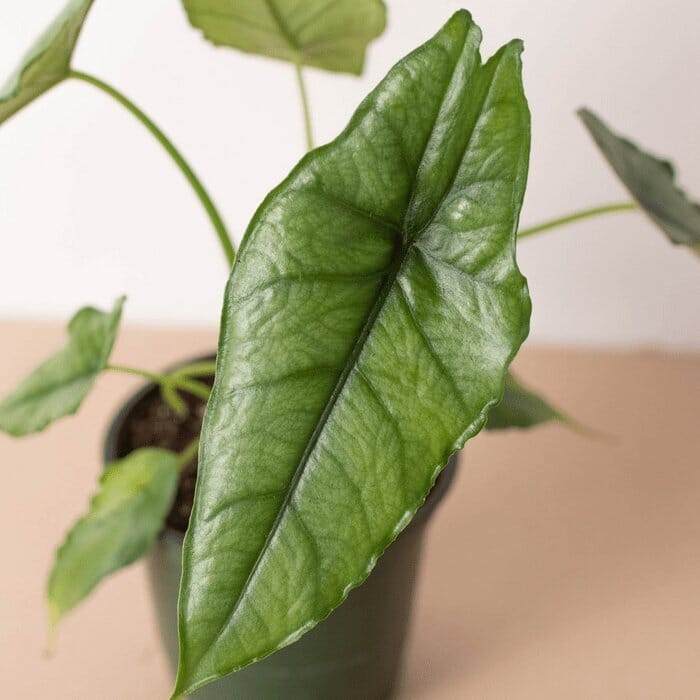 Alocasia 'Dragons Breath'-Indoor Plants-Trendy Gardener