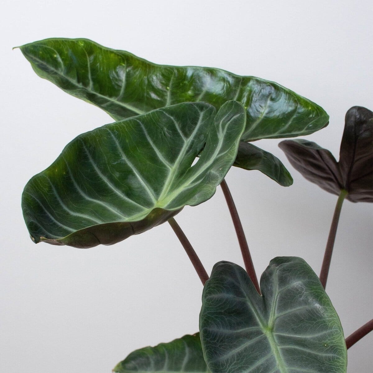 Alocasia 'Ebony'-Indoor Plants-Trendy Gardener