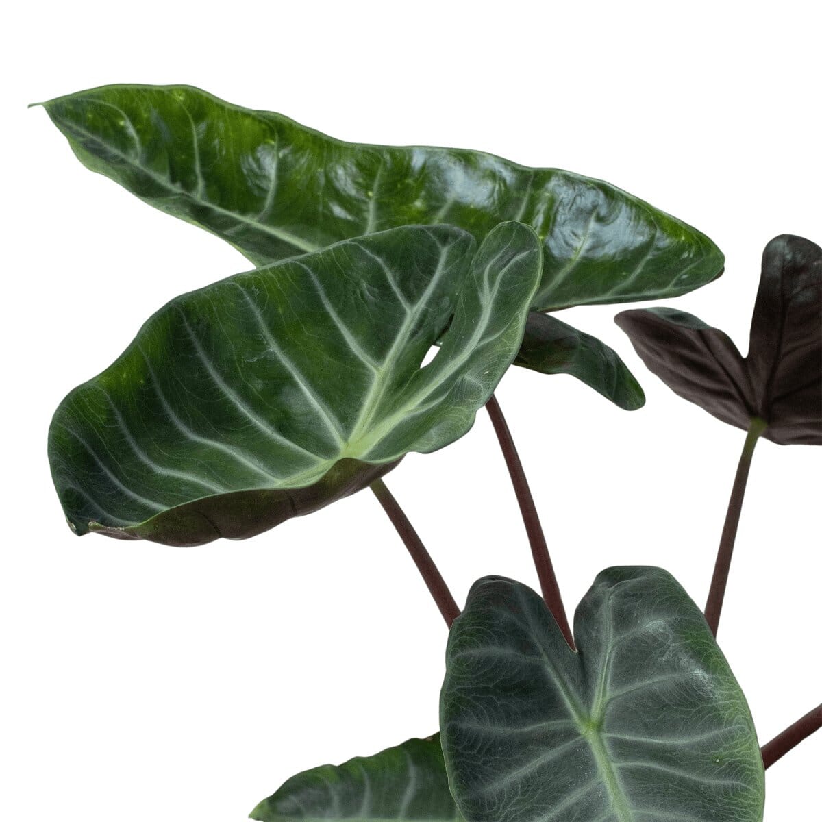 Alocasia 'Ebony'-Indoor Plants-Trendy Gardener