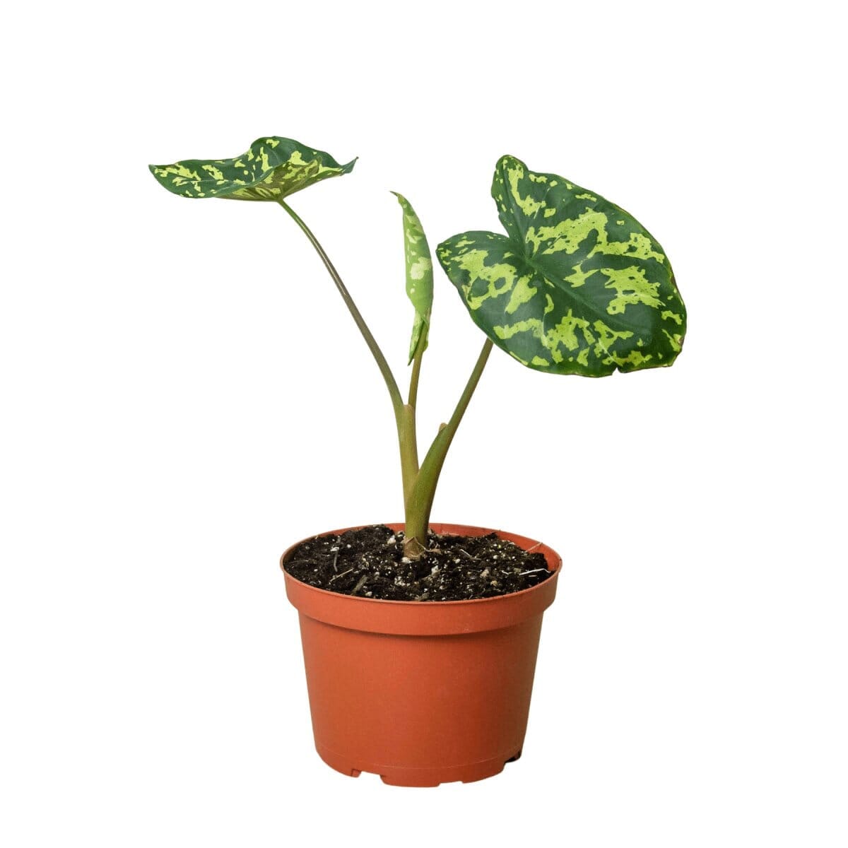 Alocasia Hilo Beauty-Indoor Plants-Trendy Gardener