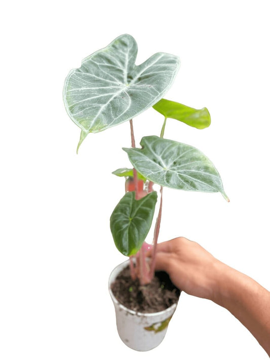 Alocasia Ivory Coast-Indoor Plants-Trendy Gardener