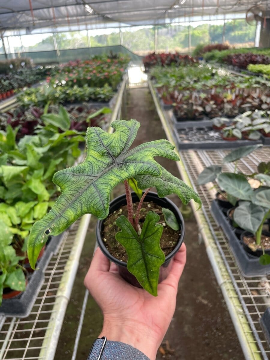 Alocasia Jacklyn-Indoor Plants-Trendy Gardener