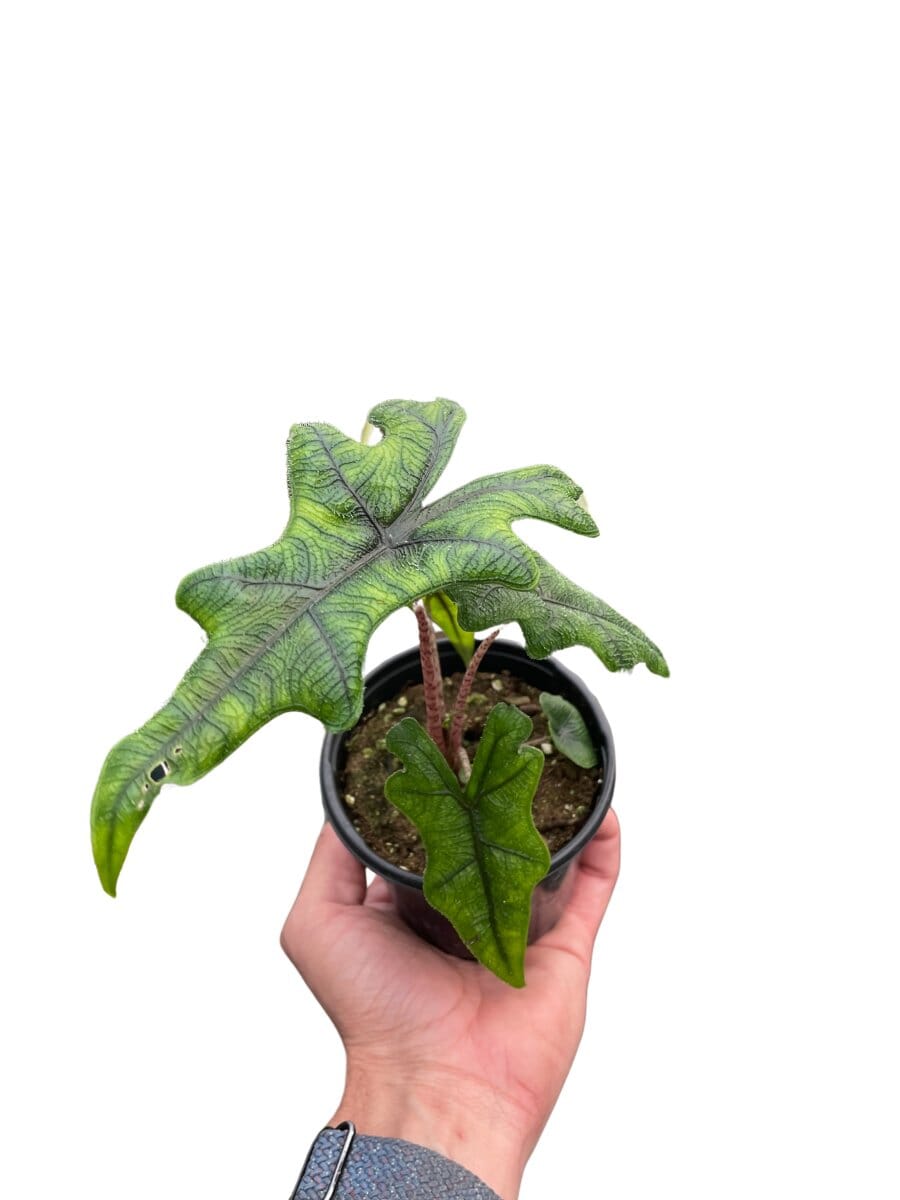 Alocasia Jacklyn-Indoor Plants-Trendy Gardener