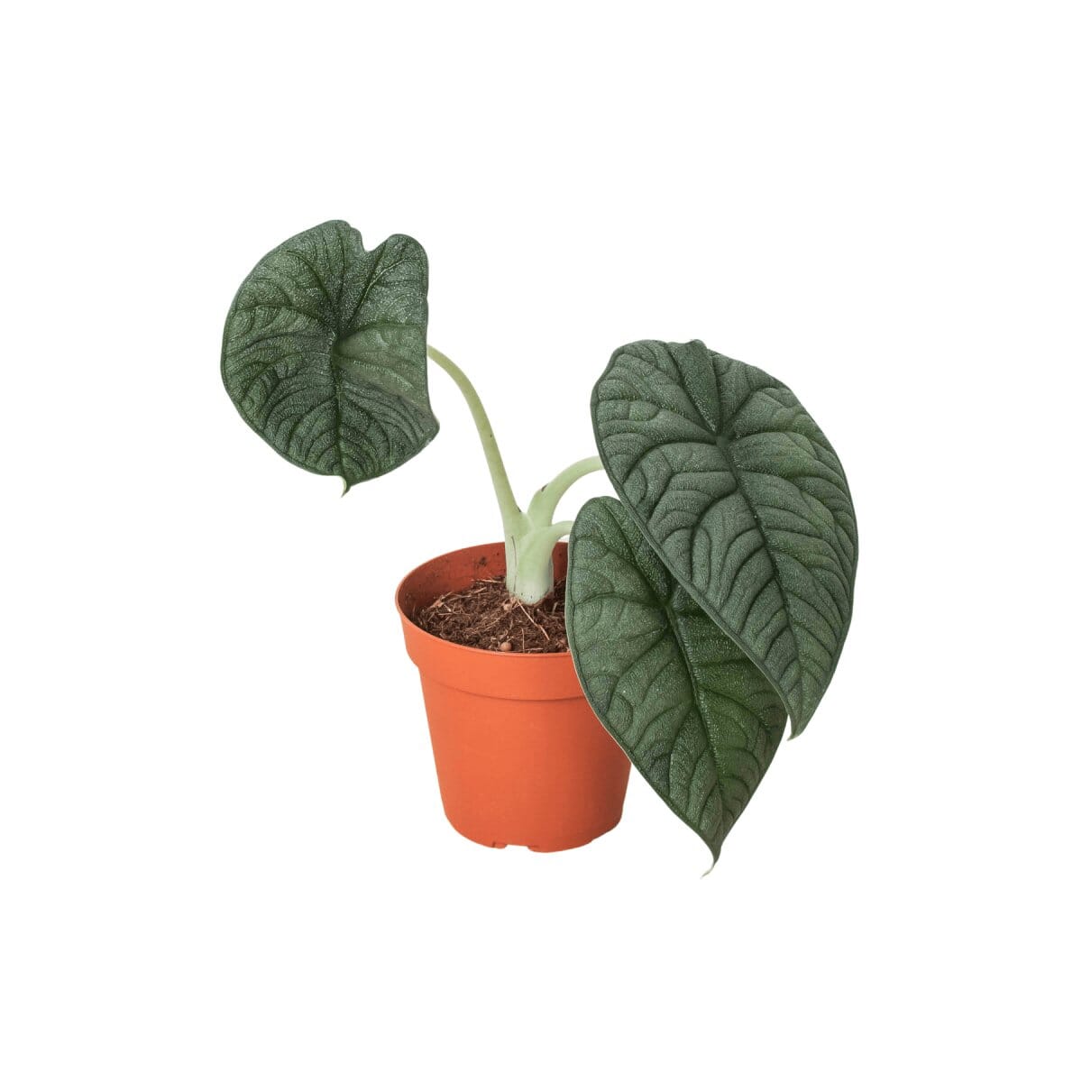 Alocasia Melo-Indoor Plants-Trendy Gardener