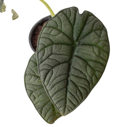 Alocasia Melo-Indoor Plants-Trendy Gardener