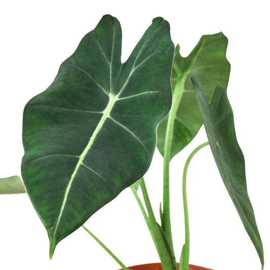 Alocasia Micholitziana 'Frydek'-Indoor Plants-Trendy Gardener