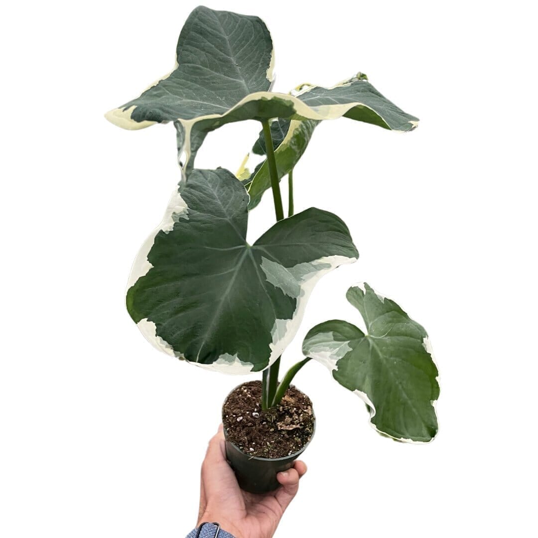 Alocasia Mickey Mouse Indoor Plants Trendy Gardener 