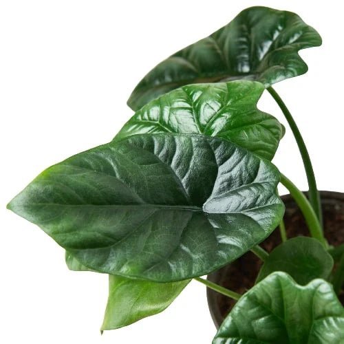 Alocasia Mirror Face - 4" Pot-Indoor Plants-Trendy Gardener