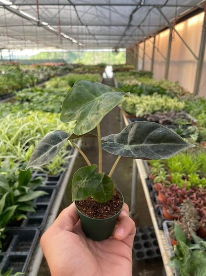 Alocasia Polly 'African Mask'-Indoor Plants-Trendy Gardener