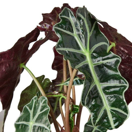 Alocasia Polly 'African Mask'-Indoor Plants-Trendy Gardener