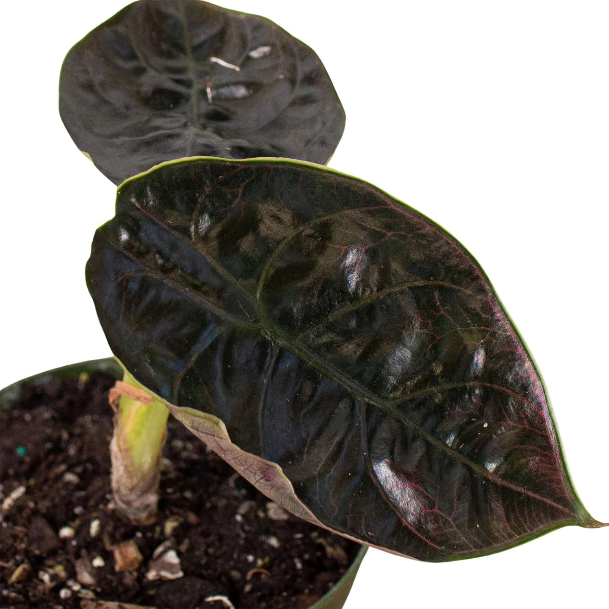 Alocasia Red Mambo - 4" Pot-Indoor Plants-Trendy Gardener