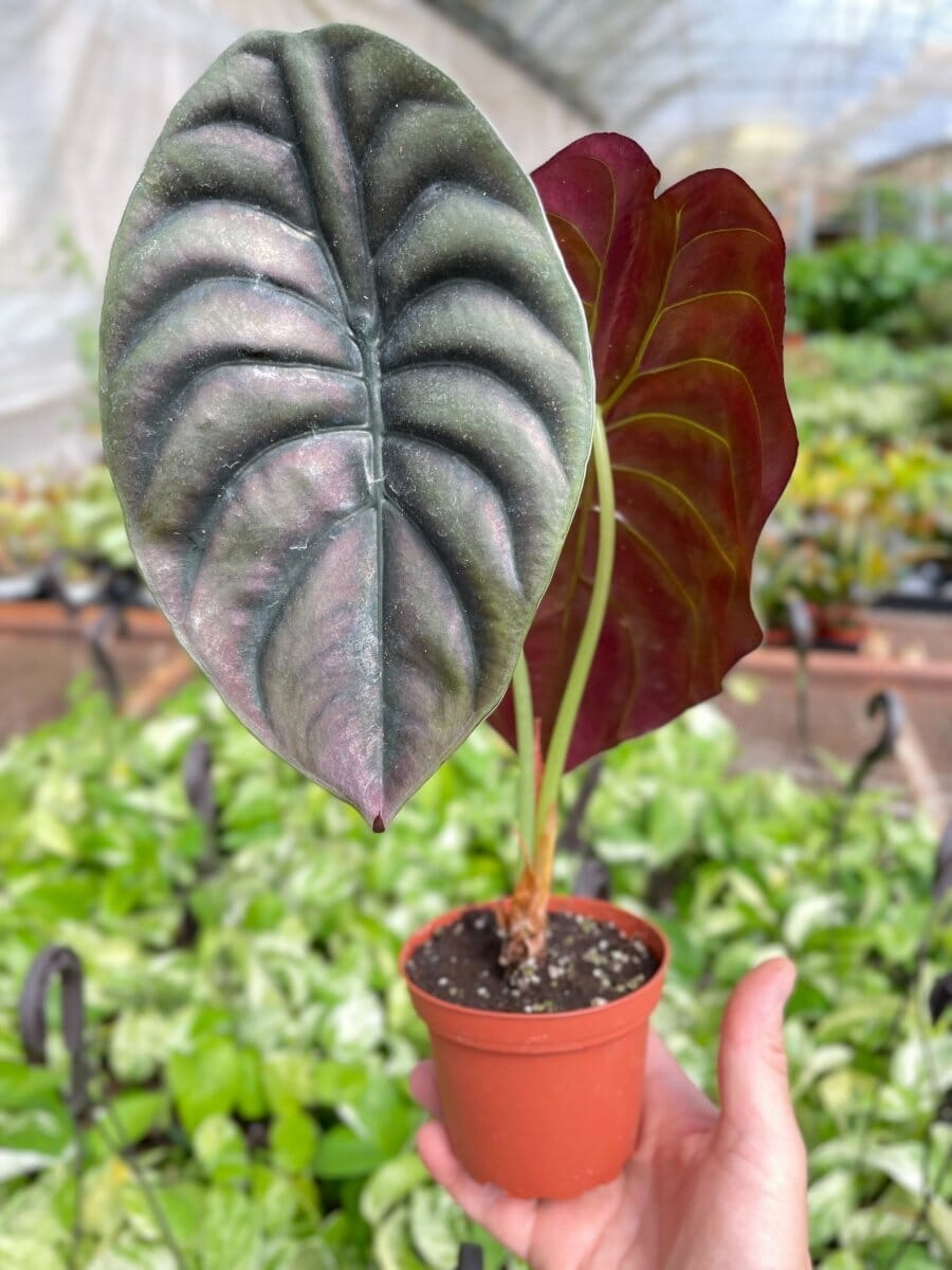 Alocasia 'Red Secret'-Indoor Plants-Trendy Gardener