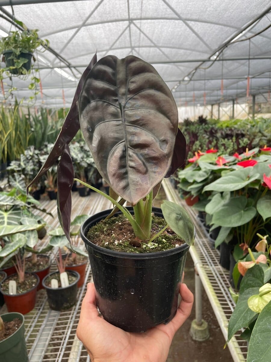 Alocasia 'Red Secret'-Indoor Plants-Trendy Gardener