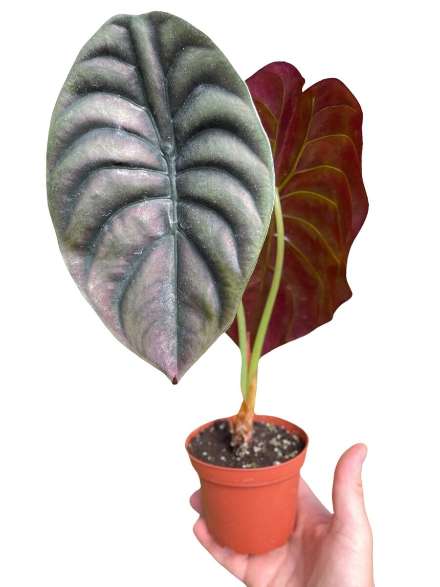 Alocasia 'Red Secret'-Indoor Plants-Trendy Gardener