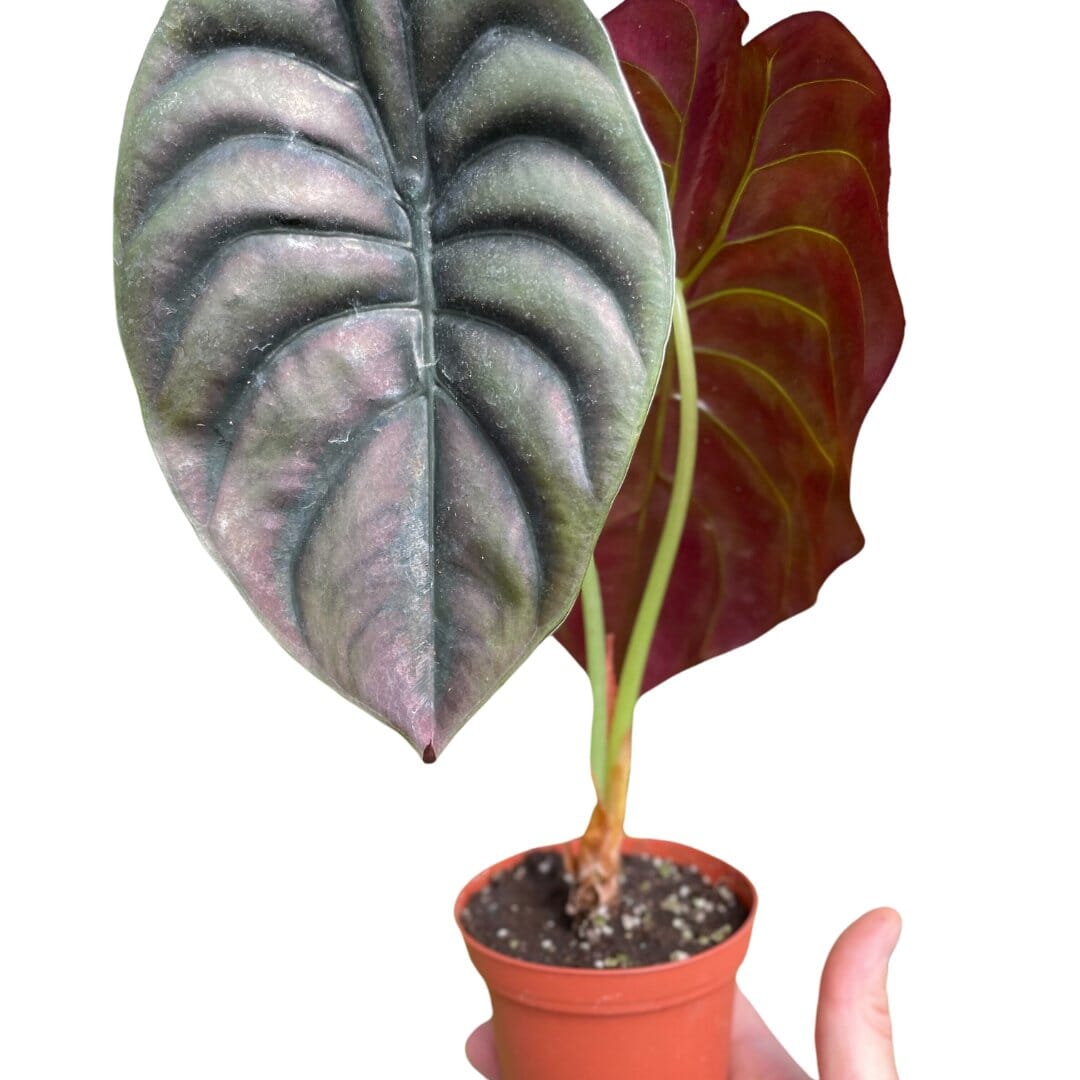 Alocasia 'Red Secret'-Indoor Plants-Trendy Gardener