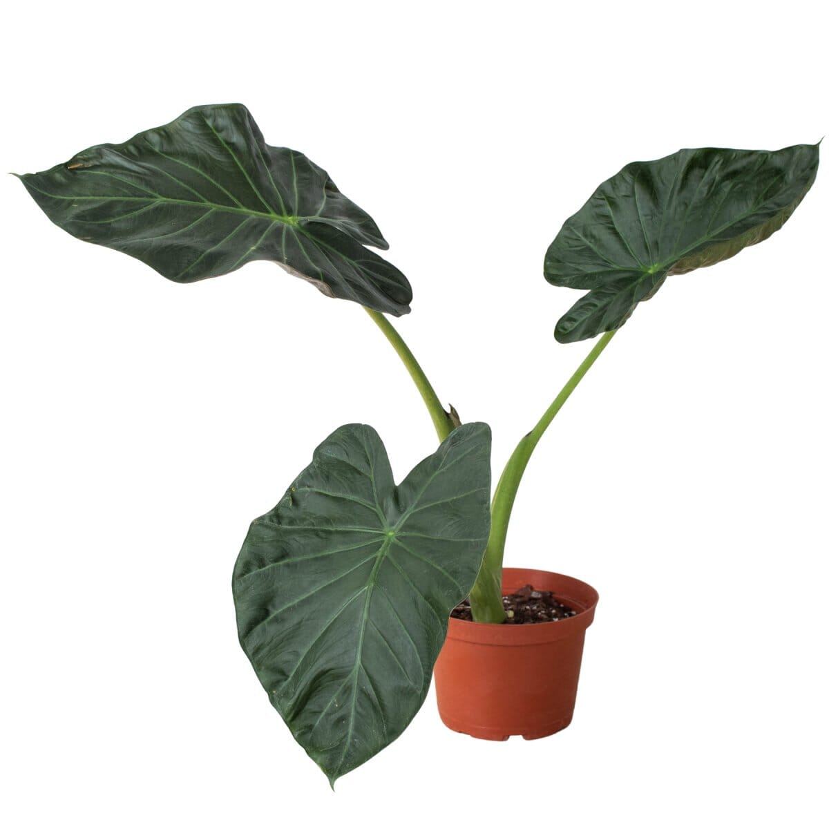 Alocasia 'Regal Shields'-Indoor Plants-Trendy Gardener