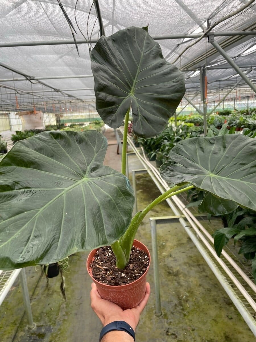 Alocasia 'Regal Shields'-Indoor Plants-Trendy Gardener