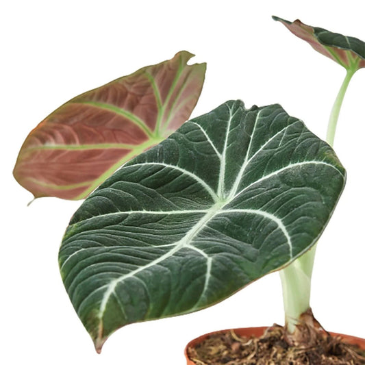 Alocasia Reginula 'Black Velvet'-Indoor Plants-Trendy Gardener