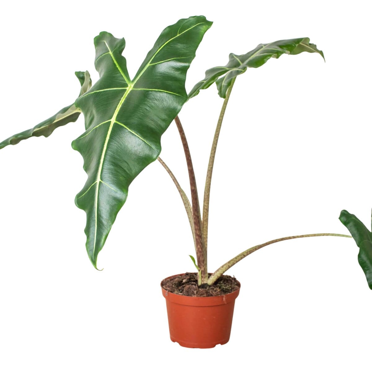 Alocasia Sarian-Indoor Plants-Trendy Gardener