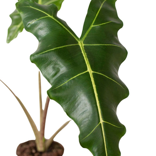 Alocasia Sarian-Indoor Plants-Trendy Gardener