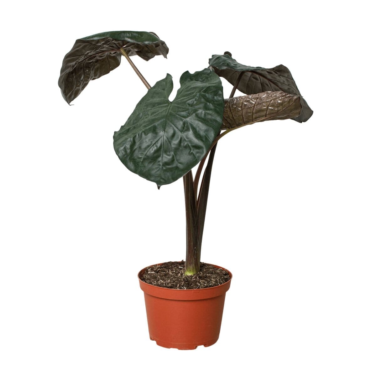 Alocasia Serendipity-Indoor Plants-Trendy Gardener