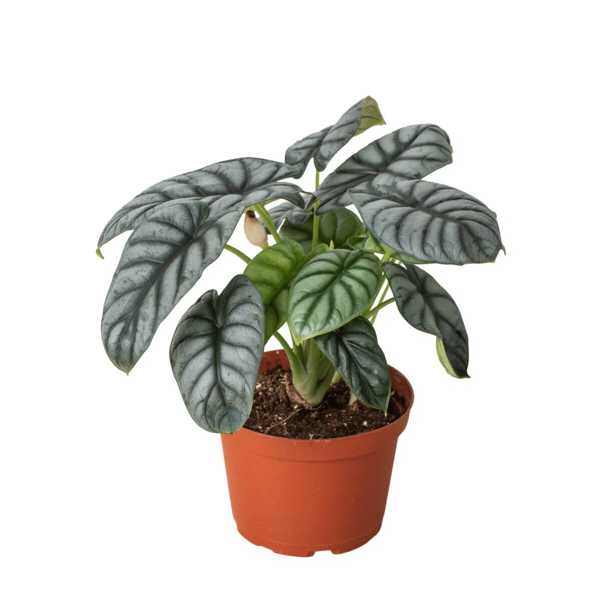 Alocasia Silver Dragon-Indoor Plants-Trendy Gardener