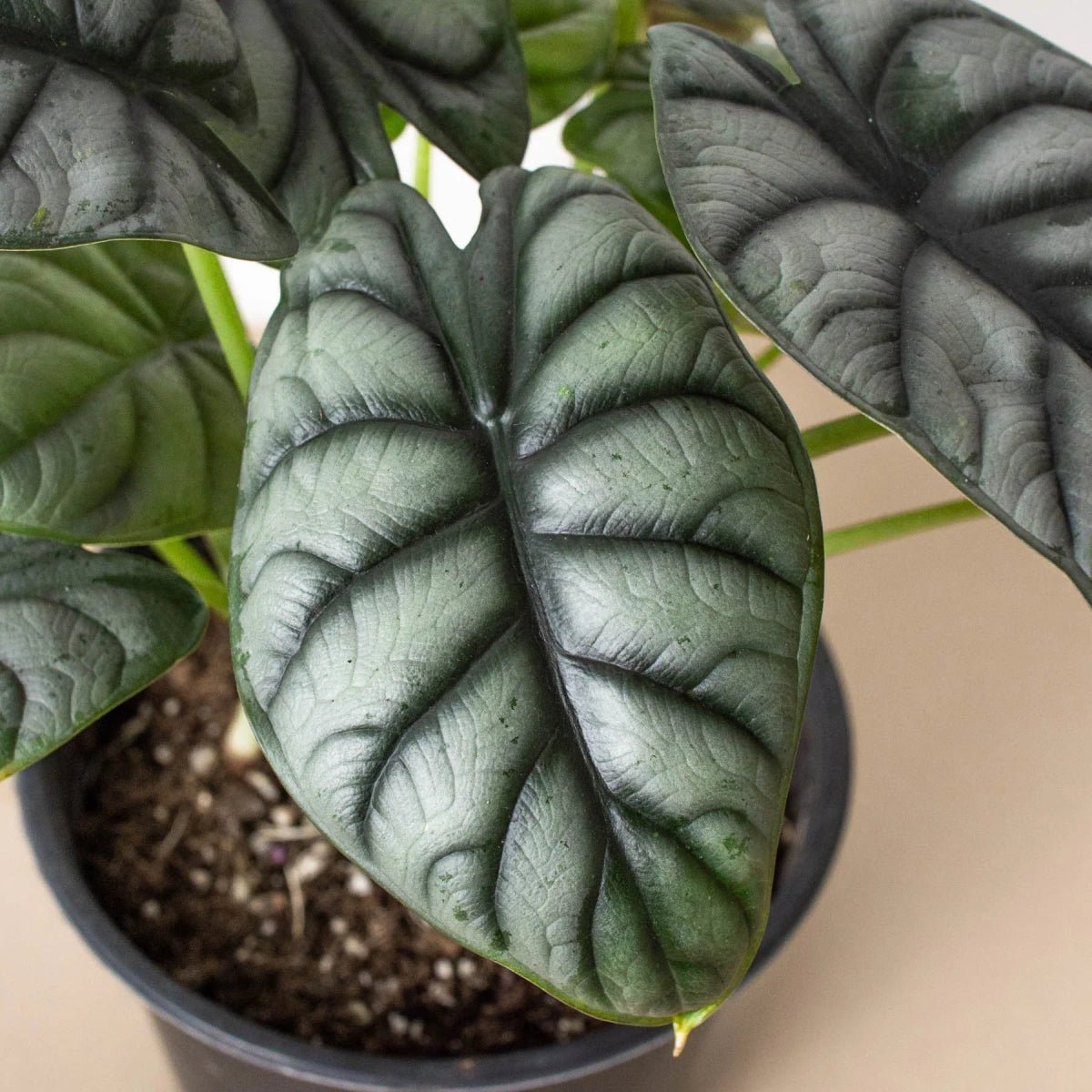 Alocasia Silver Dragon-Indoor Plants-Trendy Gardener