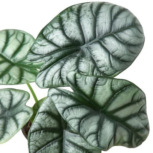 Alocasia Silver Dragon-Indoor Plants-Trendy Gardener