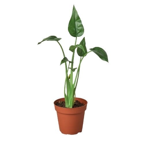 Alocasia Tiny Dancer - 4" Pot-Indoor Plants-Trendy Gardener