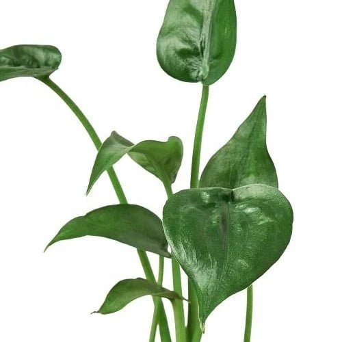 Alocasia Tiny Dancer - 4" Pot-Indoor Plants-Trendy Gardener