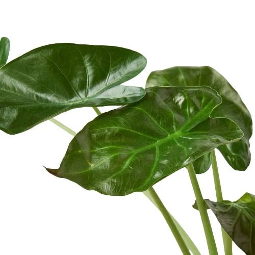 Alocasia 'Wentii'-Indoor Plants-Trendy Gardener