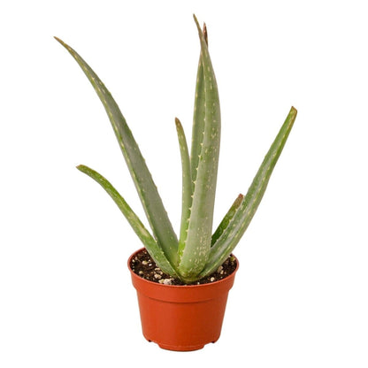 Aloe Vera-Aloe-Trendy Gardener