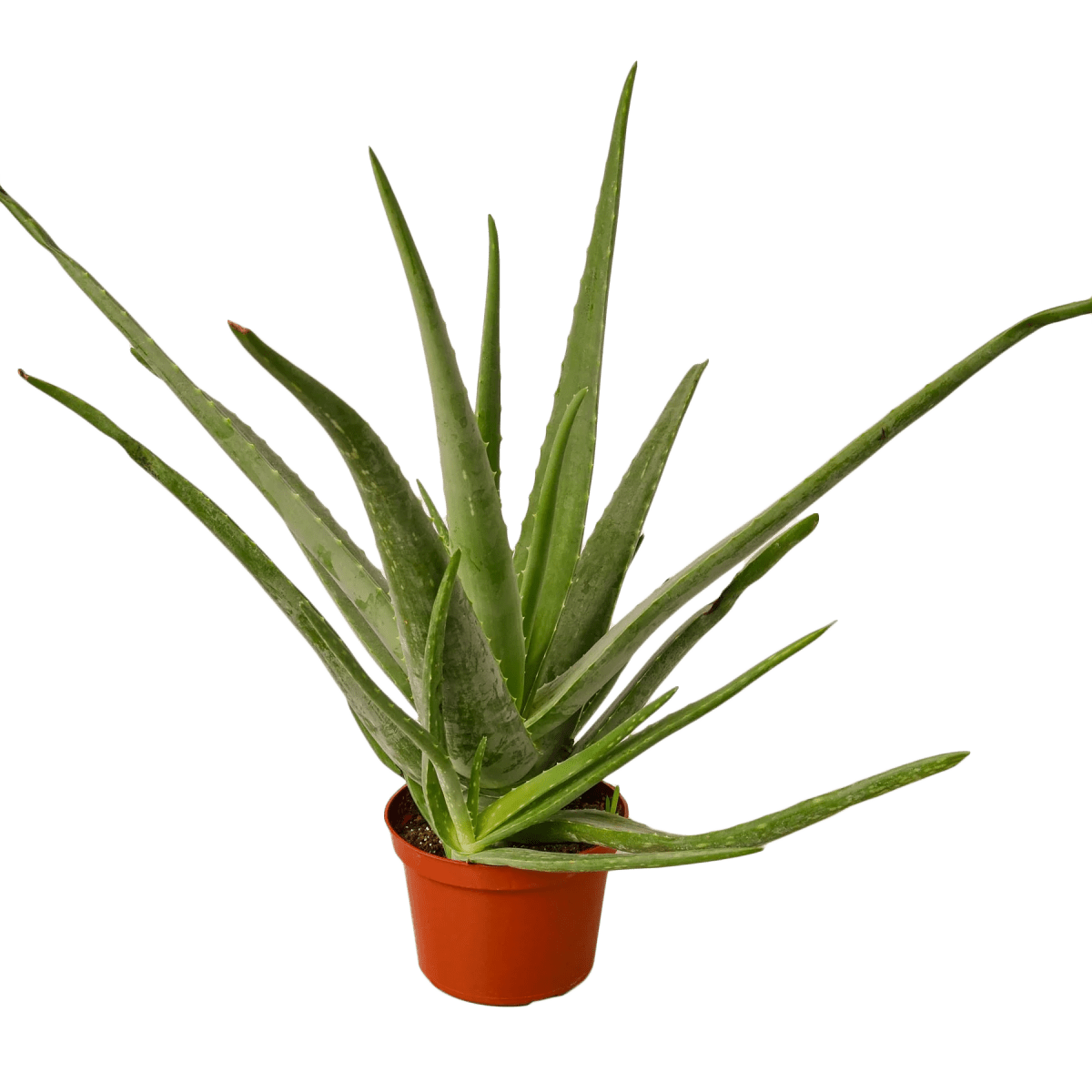 Aloe Vera-Aloe-Trendy Gardener