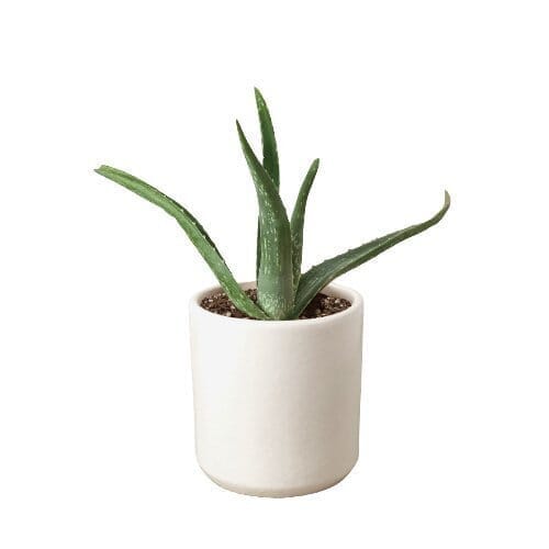 Aloe Vera-Aloe-Trendy Gardener