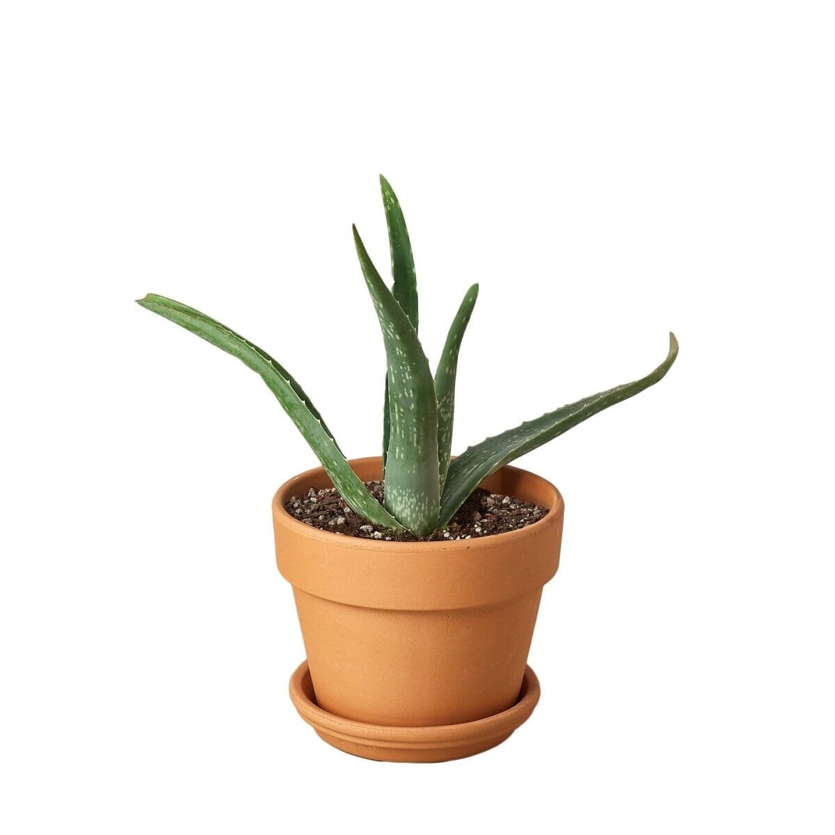 Aloe Vera-Aloe-Trendy Gardener