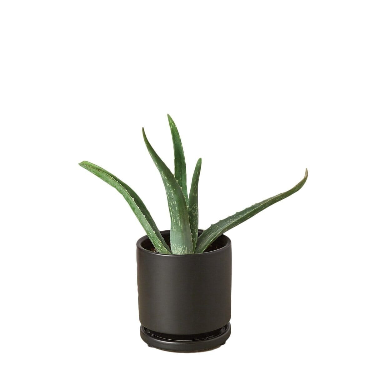 Aloe Vera-Aloe-Trendy Gardener